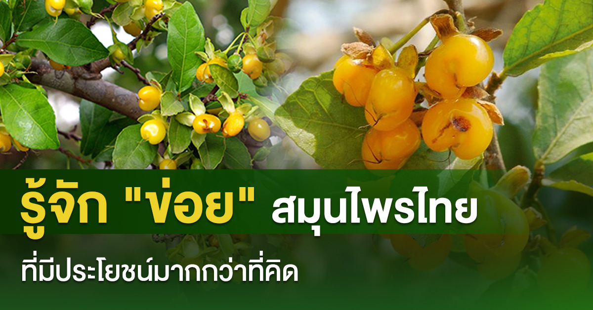 รู้จัก “ข่อย” สมุนไพรไทยที่มีประโยชน์มากกว่าที่คิด