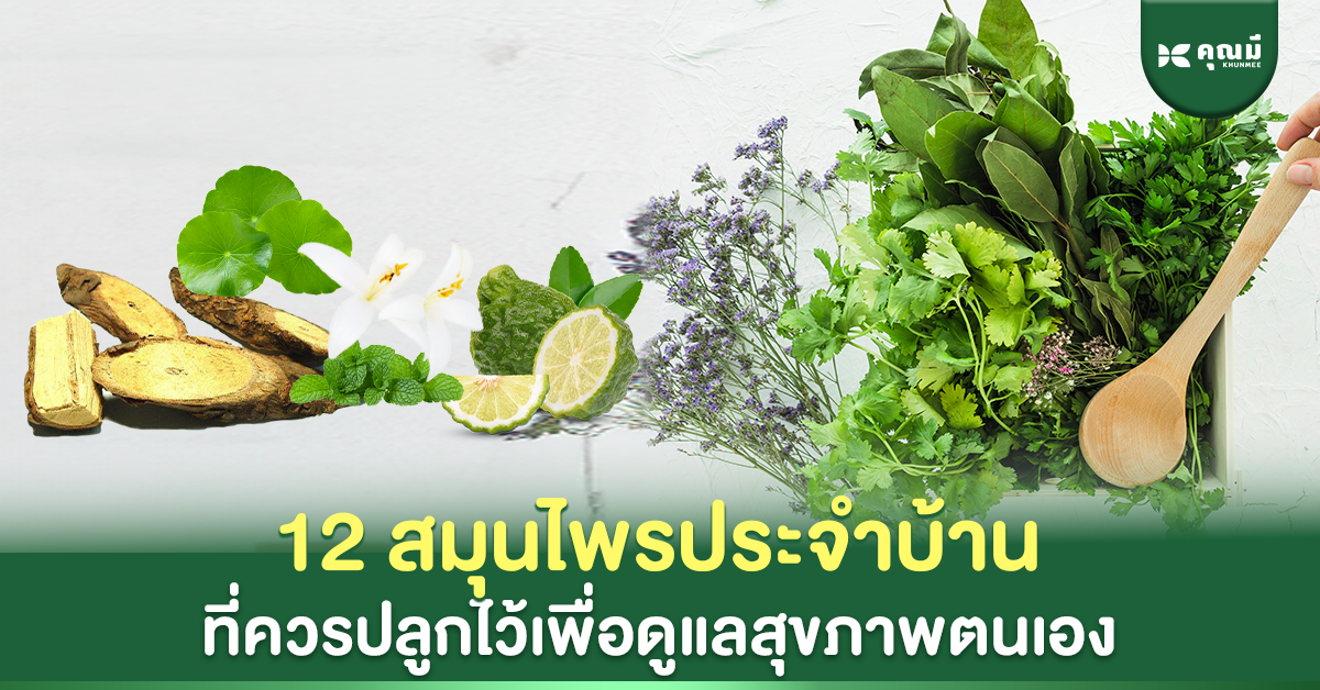 12 สมุนไพรประจำบ้าน ที่ควรปลูกไว้เพื่อดูแลสุขภาพตนเอง